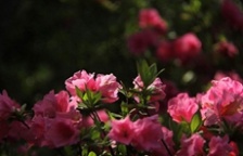  杜鵑花為什么會破壞生態(tài)環(huán)境