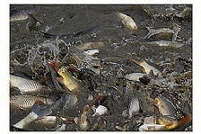  水產(chǎn)養(yǎng)殖水體的溶氧量如何提高